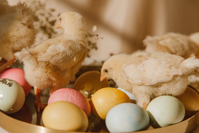Chicks and colorful eggs